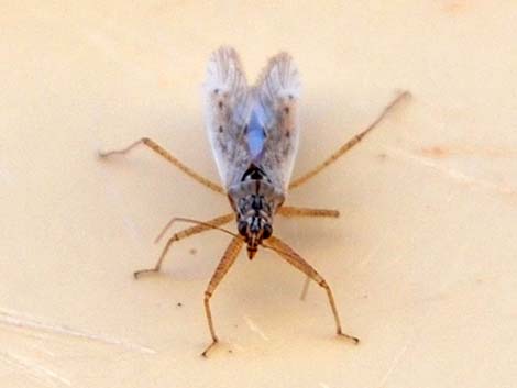 Diptera