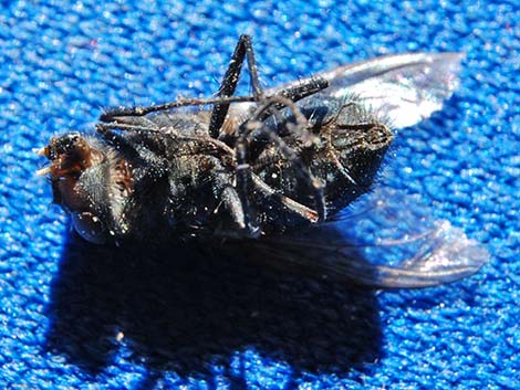 House Flies (Family Muscidae)