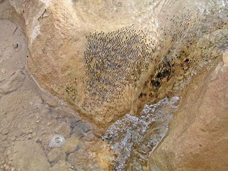 Black Fly (Prosimulium spp.)