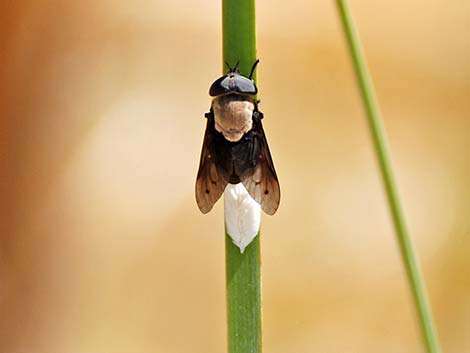 Western Horse Fly (Tabanus punctifer)