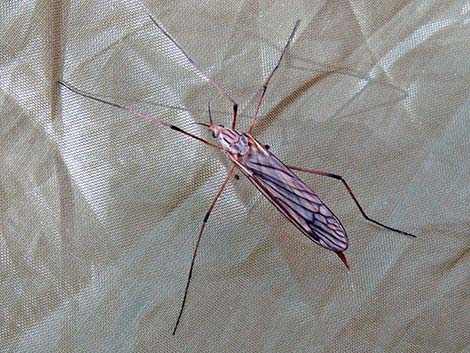 Crane Flies (Family Tipulidae)