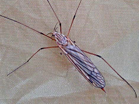 Craneflies (Family Tipulidae)