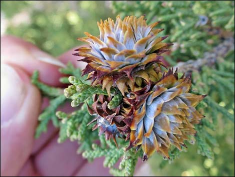 Utah Juniper (Juniperus osteosperma)