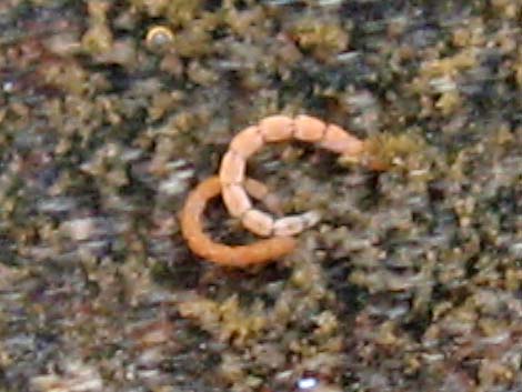 midge larvae