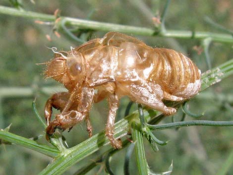 Desert Cicada (Diceroprocta apache)