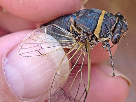 Desert Cicada (Diceroprocta apache)