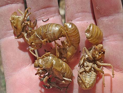 Desert Cicada (Diceroprocta apache)