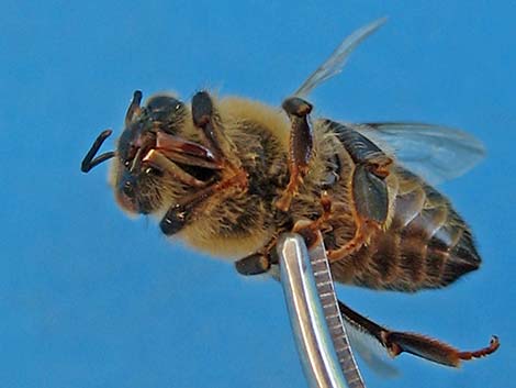 Honey Bee (Apis mellifera)