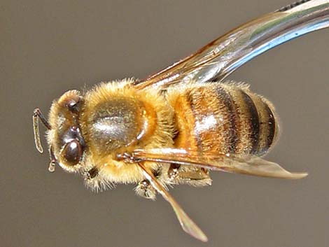 Honey Bee (Apis mellifera)