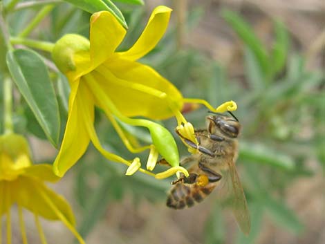 Honey Bee (Apis mellifera)