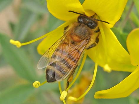 Honey Bee (Apis mellifera)