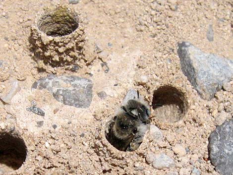 Mining Bees (Andrenidae)