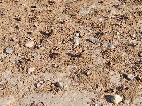 Mining Bees (Andrenidae)