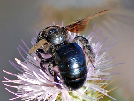 California Carpenter Bee (Xylocopa californica)