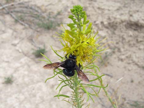 California Carpenter Bee (Xylocopa californica)