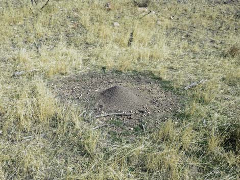 Ant Hills