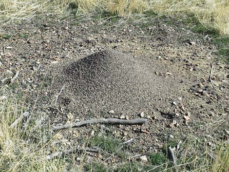 Ant Hills