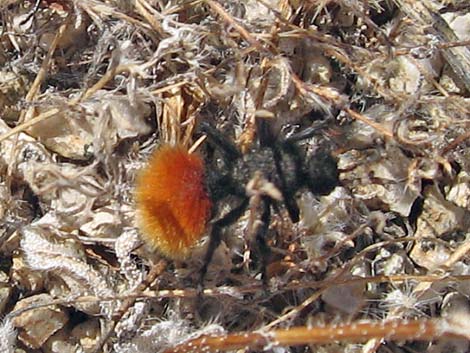 Magnificent Velvet Ant (Dasymutilla magnifica)