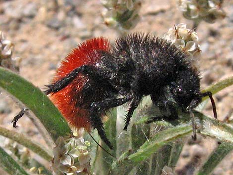 Magnificent Velvet Ant (Dasymutilla magnifica)