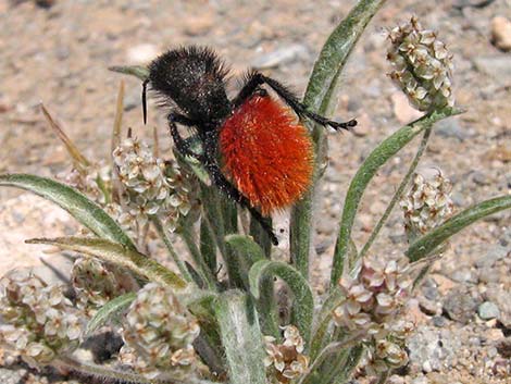 Magnificent Velvet Ant (Dasymutilla magnifica)