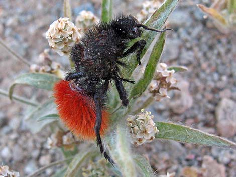 Magnificent Velvet Ant (Dasymutilla magnifica)