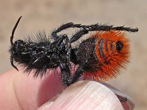 Magnificent Velvet Ant (Dasymutilla magnifica)