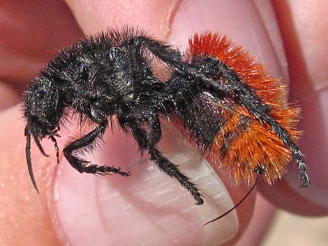 Red Velvet Ant (Dasymutilla spp.)