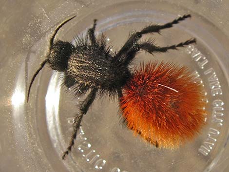 Magnificent Velvet Ant (Dasymutilla magnifica)