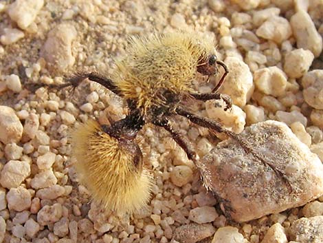 Red Velvet Ant (Dasymutilla spp.)