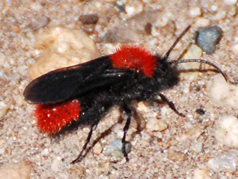 Red Velvet Ant (Dasymutilla spp.)