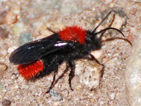 Red Velvet Ant (Dasymutilla spp.)