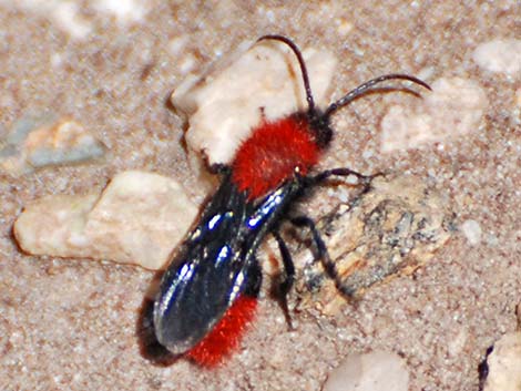 Red Velvet Ant (Dasymutilla spp.)