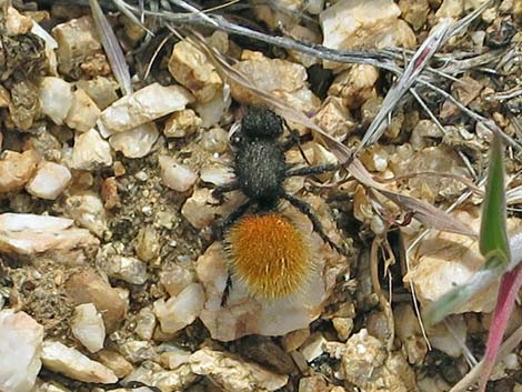 Velvet Ant (Dasymutilla spp.)