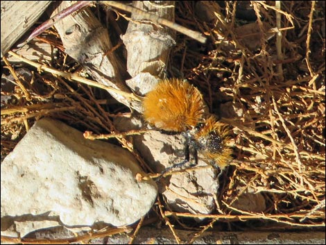 Red Velvet Ant (Dasymutilla spp.)