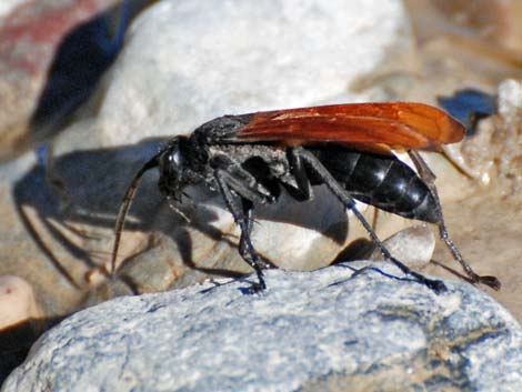 Tarantula Hawk (Pepsis spp.)