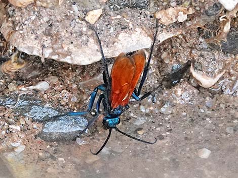 Tarantula Hawk (Pepsis spp.)