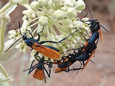 Tarantula Hawk (Pepsis spp.)