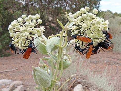 Tarantula Hawk (Pepsis spp.)