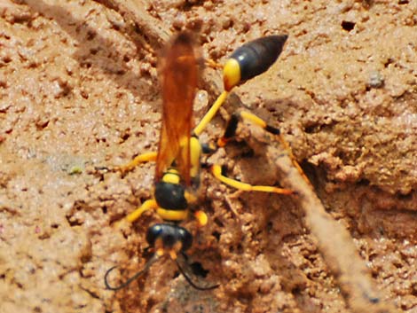 Black-and-Yellow Mud Daubers (Sceliphron caementarium)