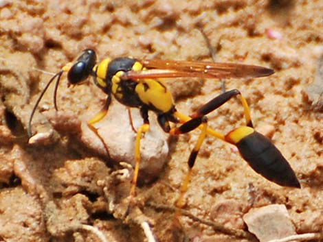 Black-and-Yellow Mud Daubers (Sceliphron caementarium)