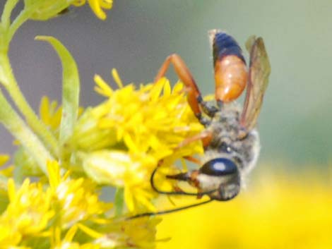 Solitary Wasps (Hymenoptera, Sphecidae)