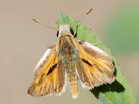 Grass Skipper (Hesperiidae)