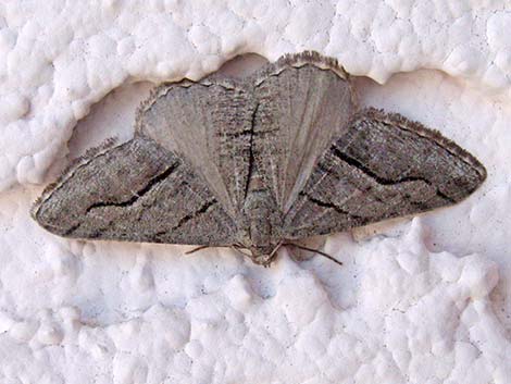 Arctiidae