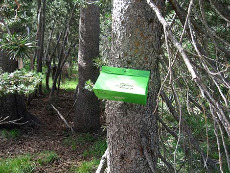 gypsy moth trap