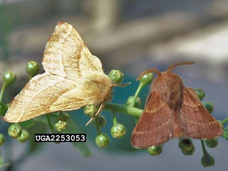 Western Tent Moths (Malacosoma californicum)