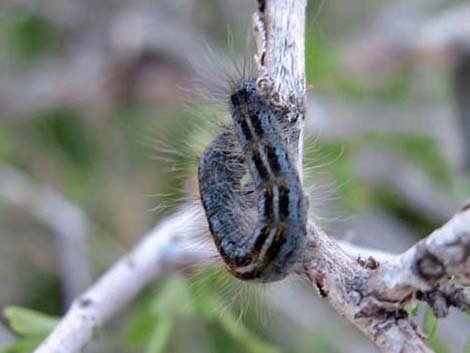 Western Tent Moths (Malacosoma californicum fragile)