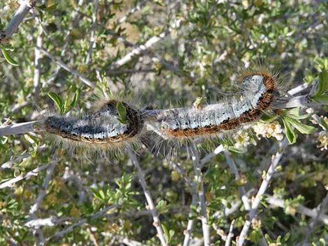 Western Tent Moths (Malacosoma californicum fragile)