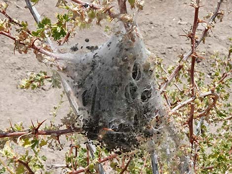 Western Tent Moths (Malacosoma californicum fragile)