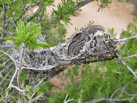 Western Tent Moths (Malacosoma californicum fragile)