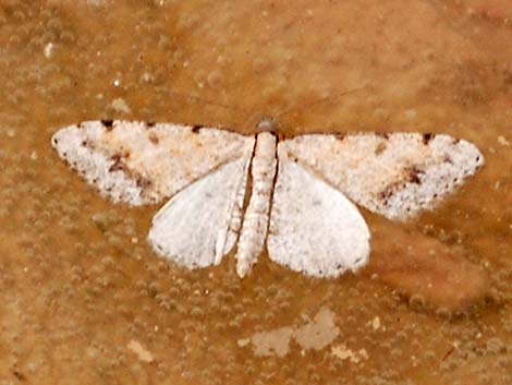 Owlet Moths (Noctuidae)